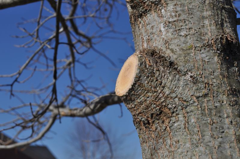Apple Tree Pruning in Reno, NV