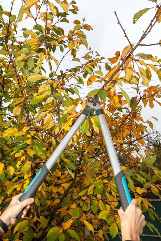 Apple Tree Trimming Tools