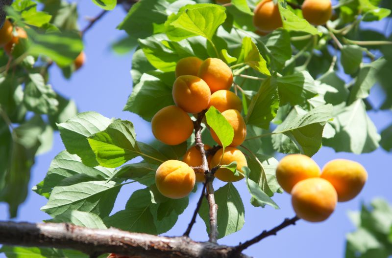 Apple Tree with Fruit