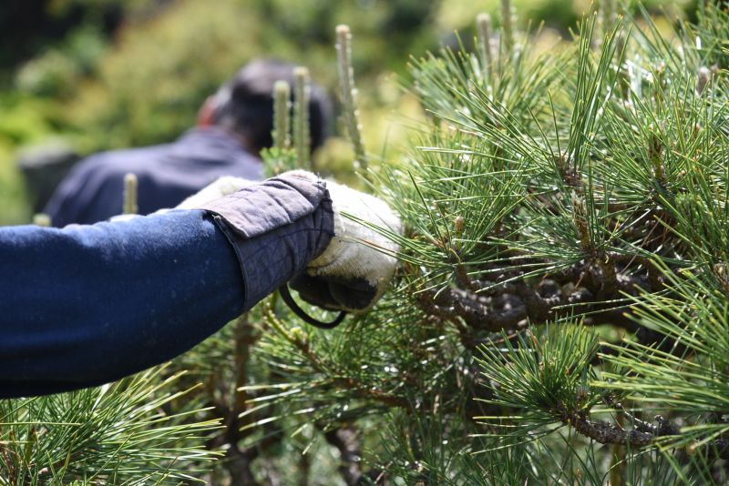 Birch Tree Pruning in Allentown, PA