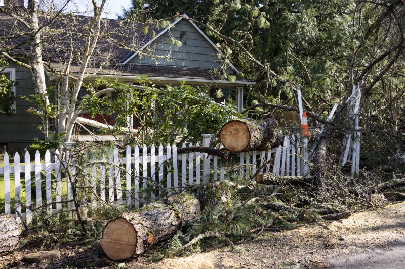 Elm Tree Removal in San Jose, CA