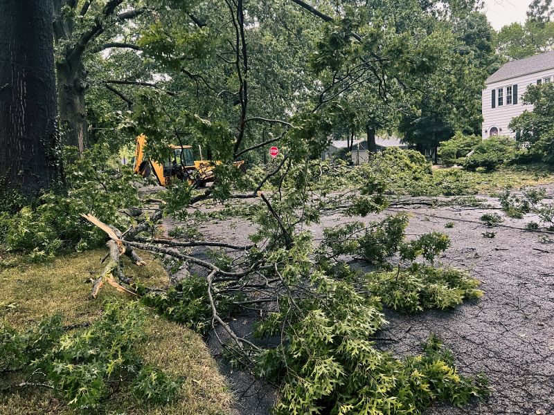 Fallen Tree on a Residential Property