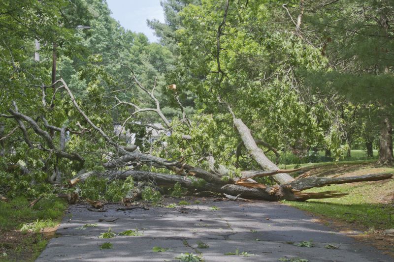 Storm Damage Tree Down