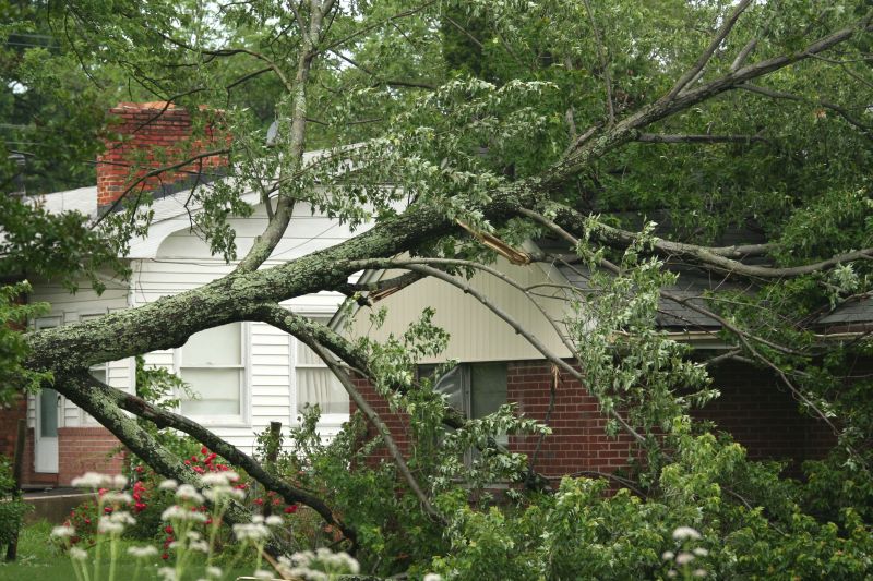 Fallen Tree on a Roof