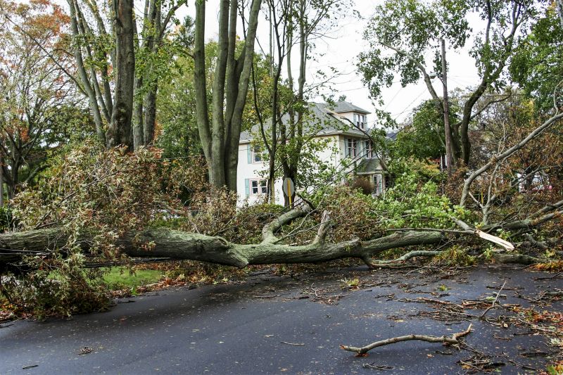 Storm-Damaged Tree on a Street