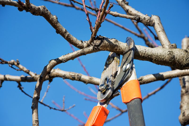 Orchard Tree Pruning in San Jose, CA