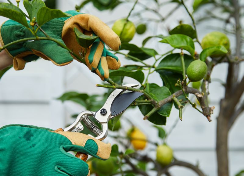 Pear Tree Pruning in Reno, NV