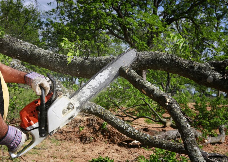 Residential Tree Service in San Jose, CA