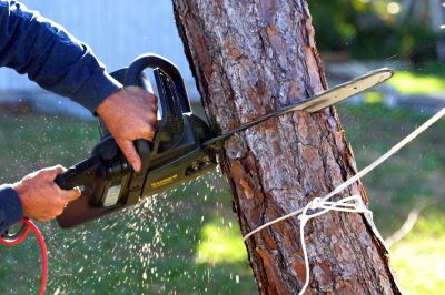 Residential Tree Service in Aiken, SC