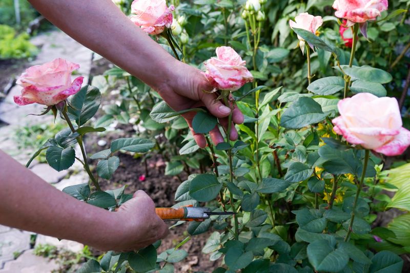 Rose Bush Pruning in Honolulu, HI