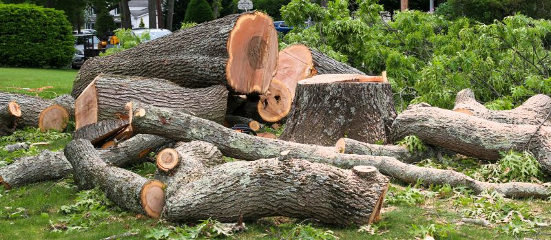 Tree Removal Service in Bucks County, PA