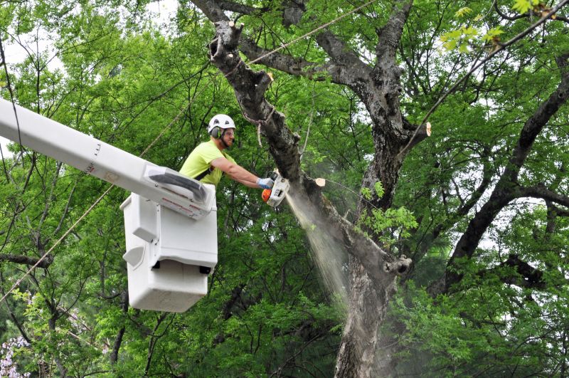 Professional Tree Trimming