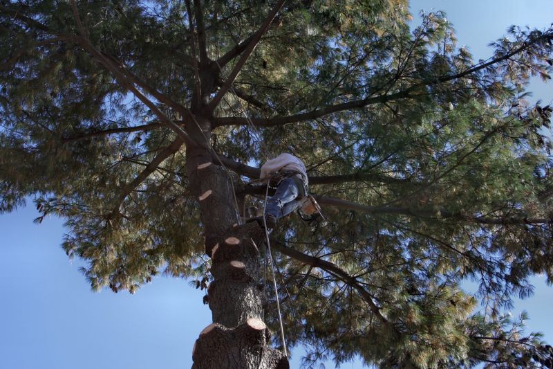 Healthy Tree Maintenance