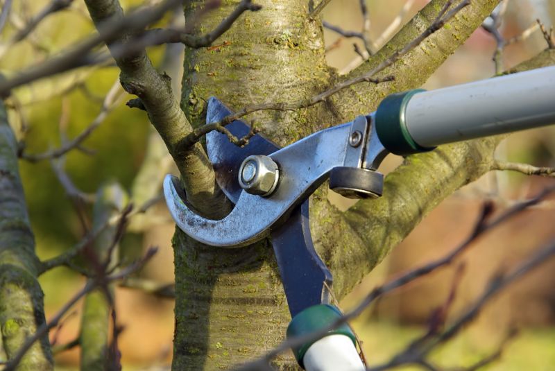 Tree Trimming Service in Pottstown, PA