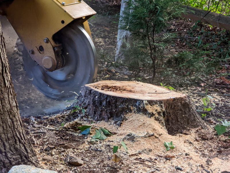 Tree Trunk Removal in Calvert County, MD