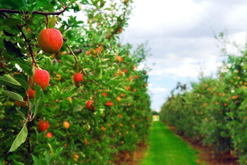 Apple Tree Trimming