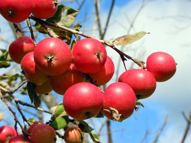 Boost Fruit Production