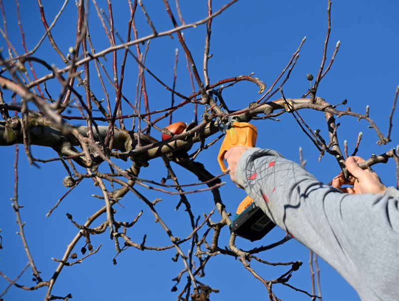 Improve Tree Health